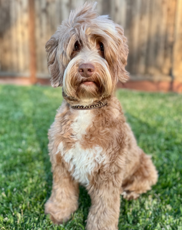 Birch - Australian Labradoodle Puppies | California, USA apricot labradoodle with white on grass