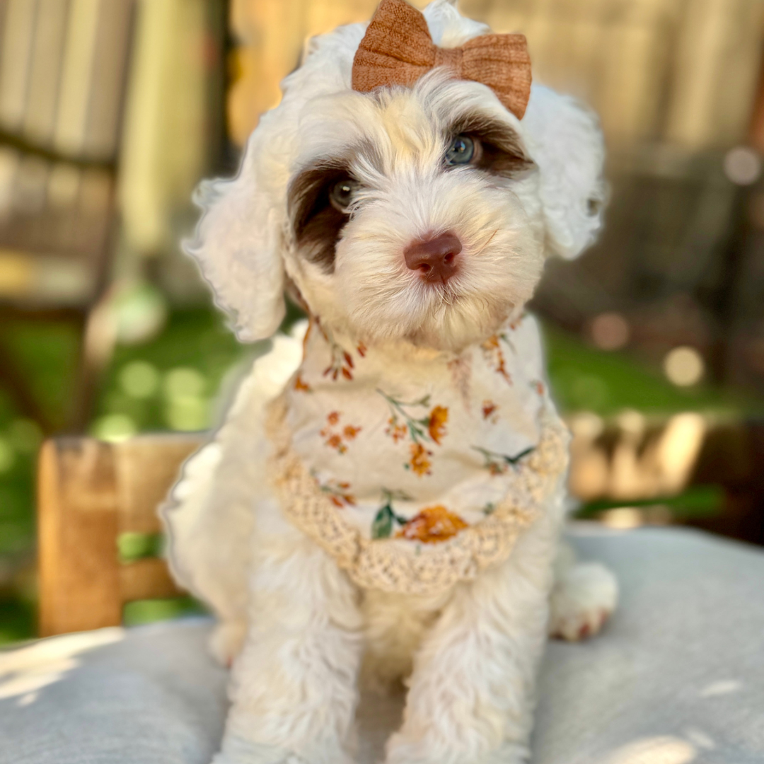 Cute fluffy white puppy with a brown bow on its head, wearing a floral scarf, sitting outdoors on a light blanket.