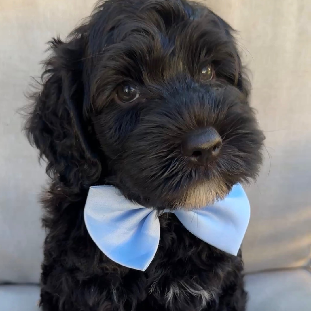 Black fluffy puppy wearing a light blue bow tie, looking at the camera.