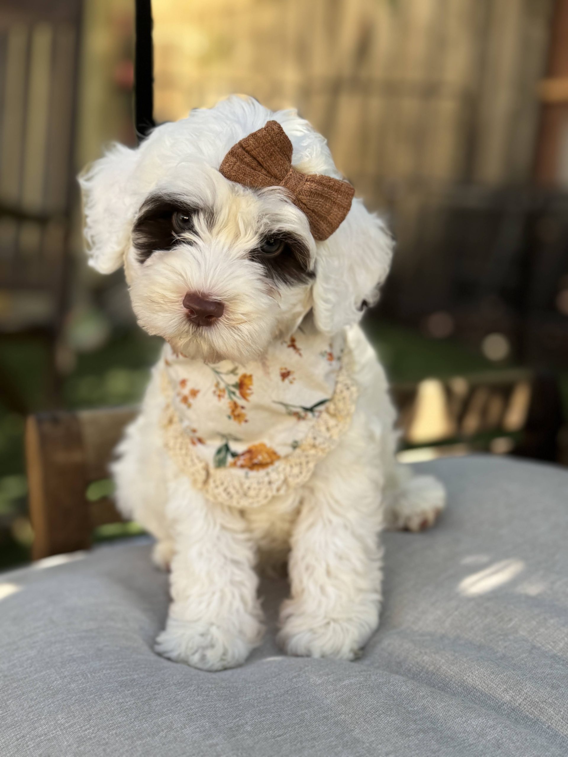 IMG_3223 - Australian Labradoodle Puppies | California, USA Small white fluffy dog wearing a brown bow and floral lace scarf, sitting on a gray fabric surface outdoors.